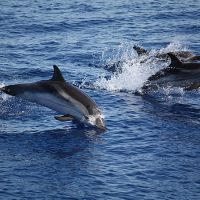 Delfini tra panarea e stromboli