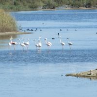 Flamingos in the Salinas of Priolo